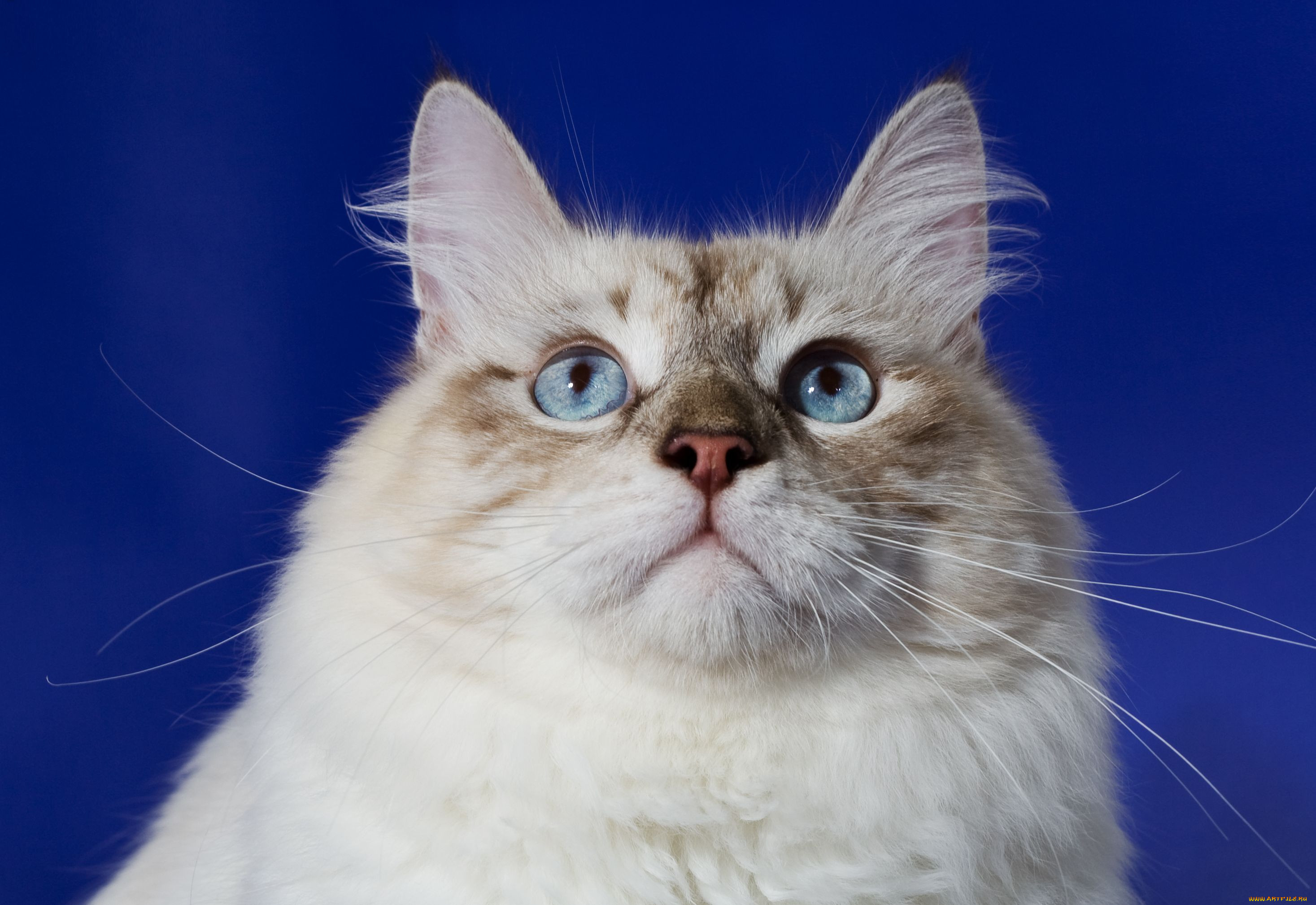 , , cat, , 